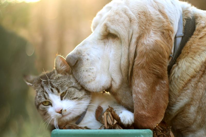 Basset Hound with a cat