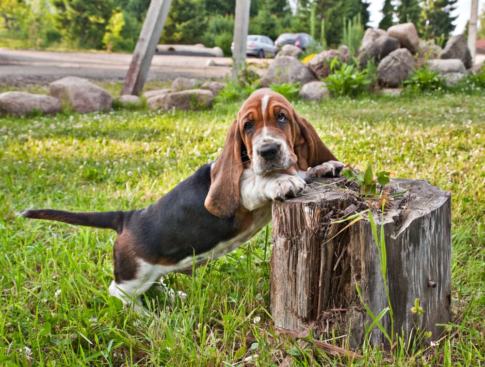 Basset hound puppy