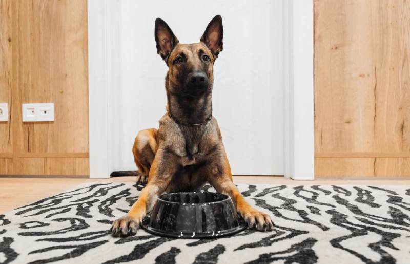 belgian malinois dog sitting with a bowl