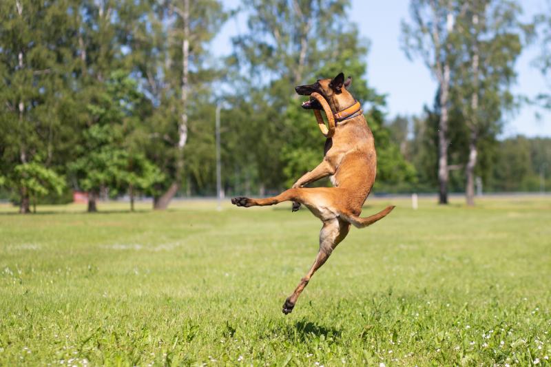 Belgian Malinois shepherd dog in training