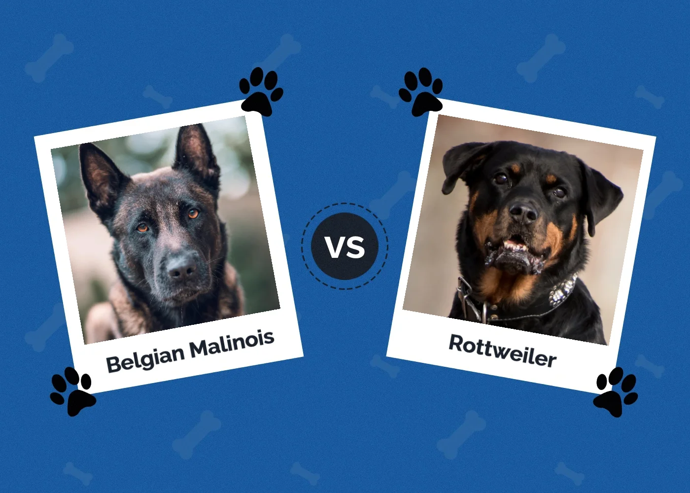 Belgian Malinois vs Rottweiler - Featured Image