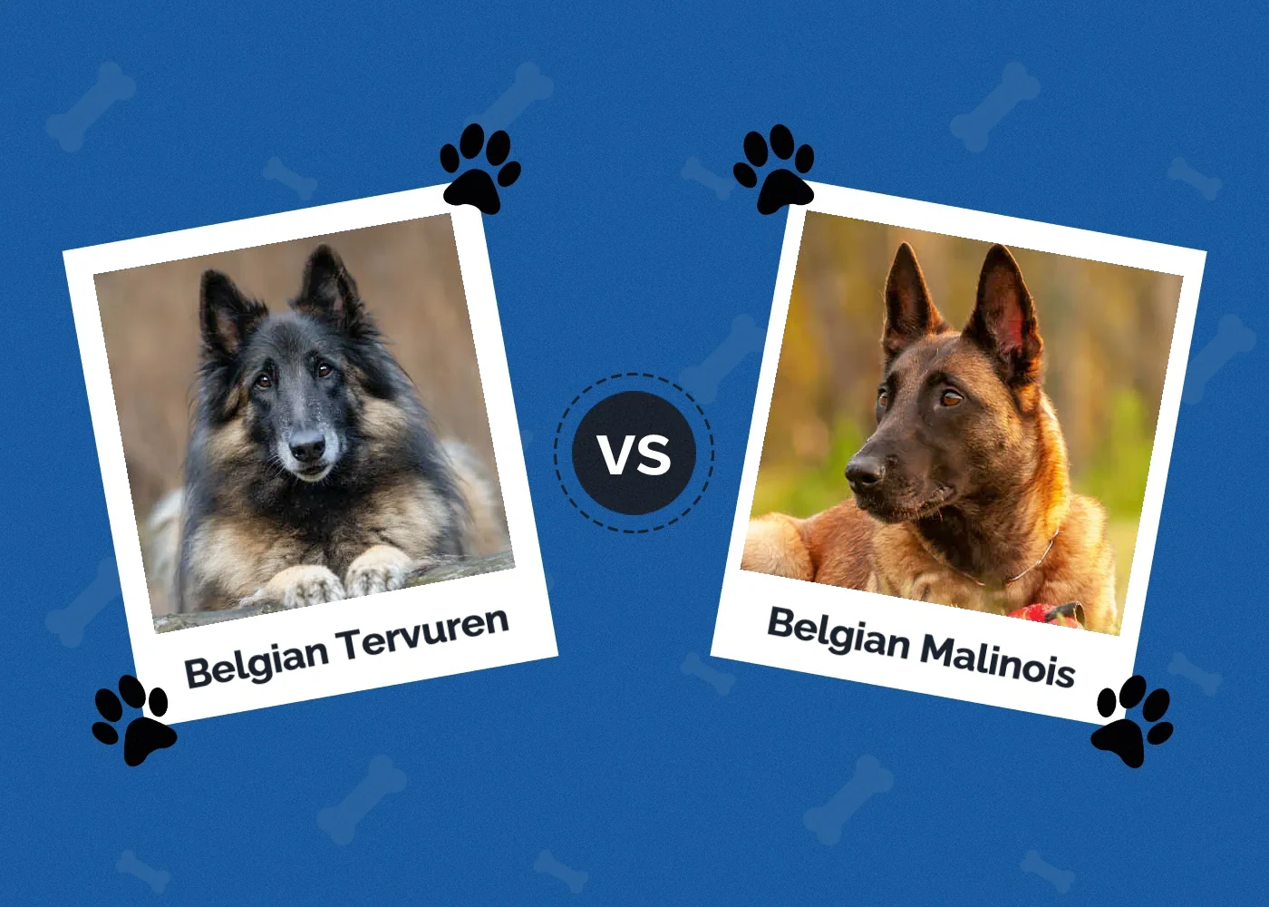 Belgian Tervuren vs Belgian Malinois - Featured Image