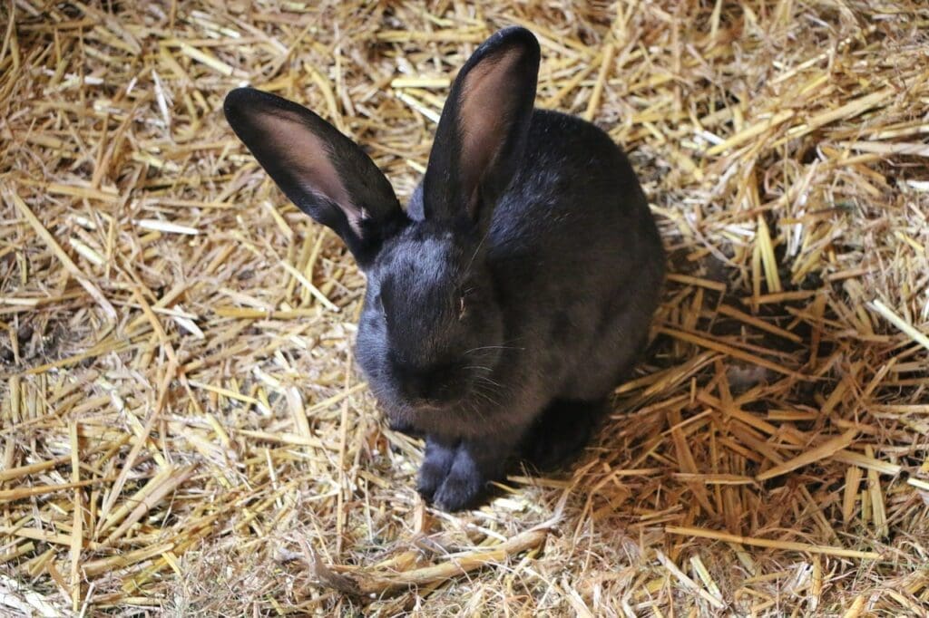 Black Beveren Rabbit sitting in hay