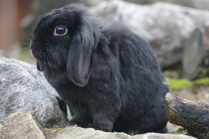 Black Holland Lop rabbit