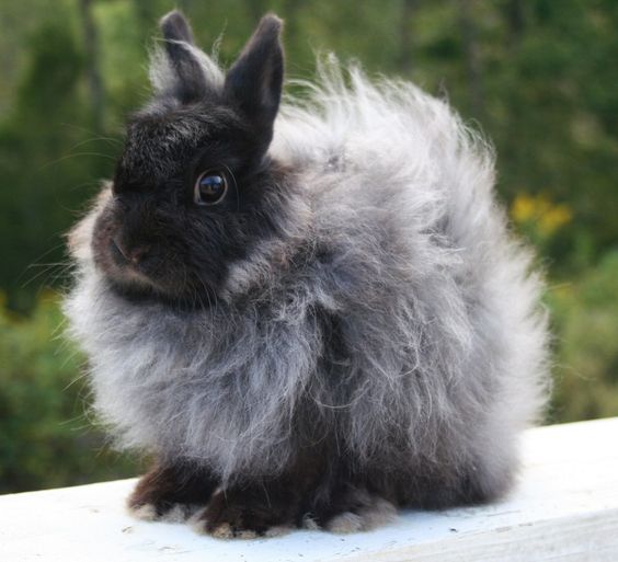 Black Jersey Wooly Rabbit