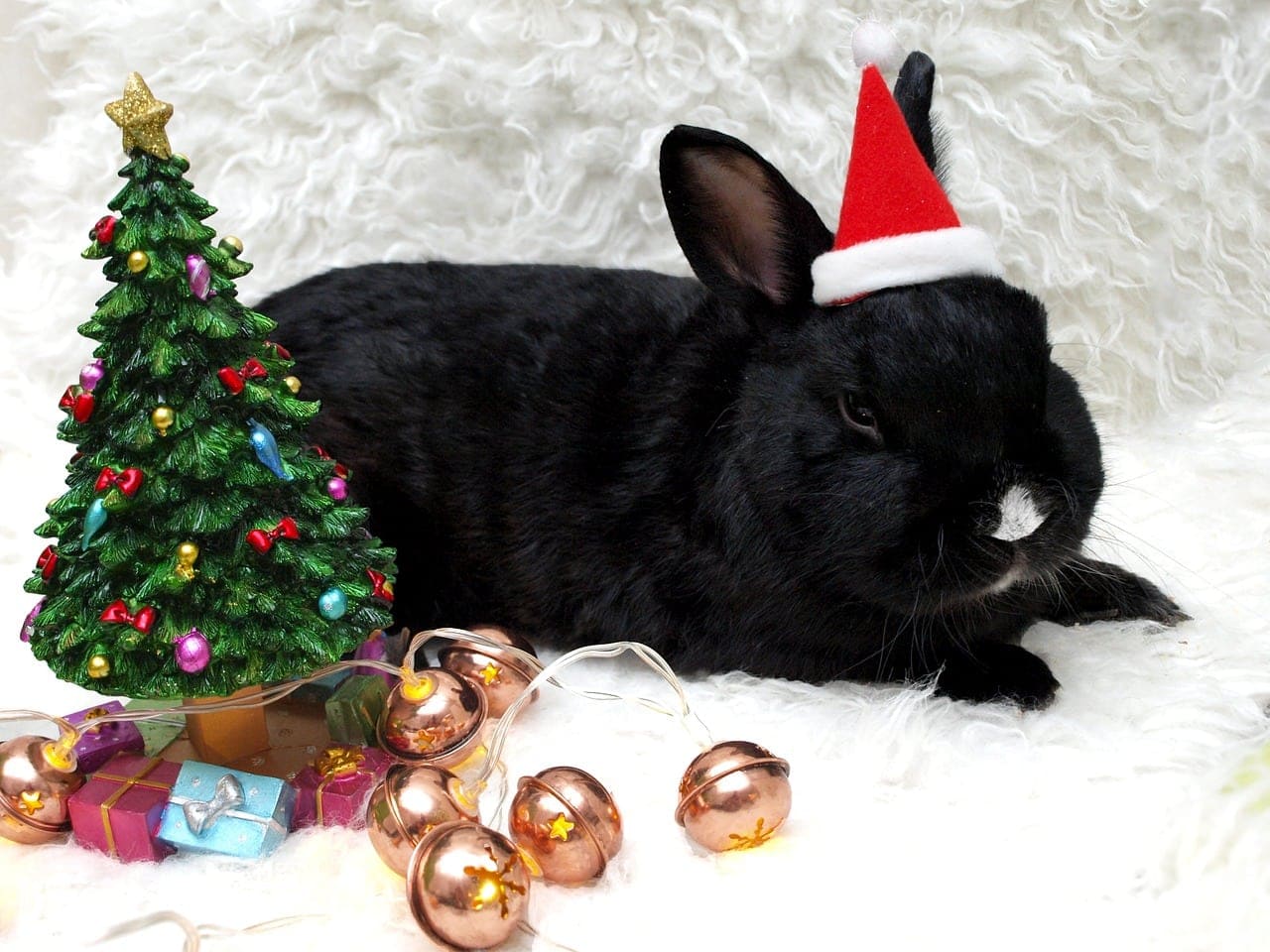 Black New Zealand rabbit