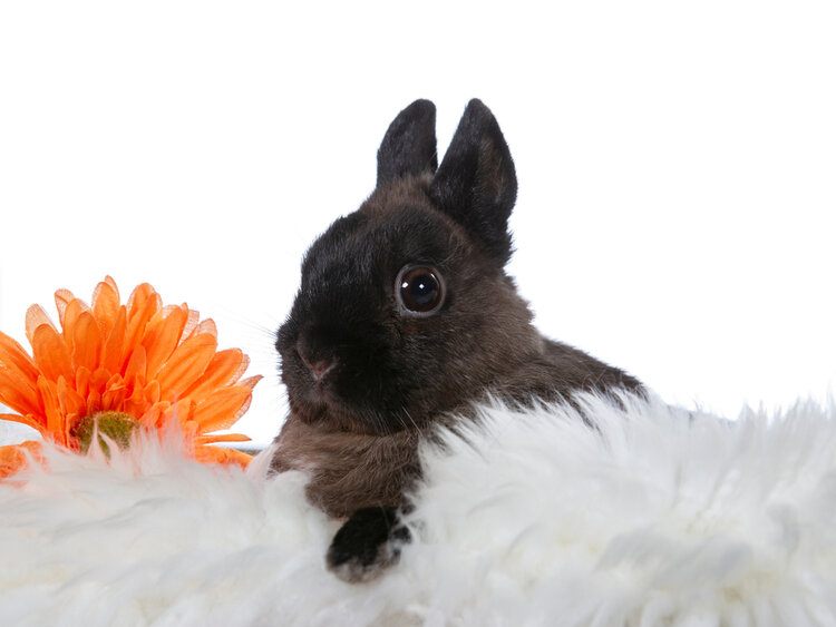Black Polish Rabbit