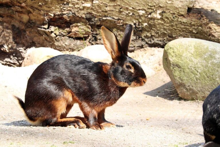 15 Brown Rabbit Breeds (With Pictures) – KeyPetCare.com