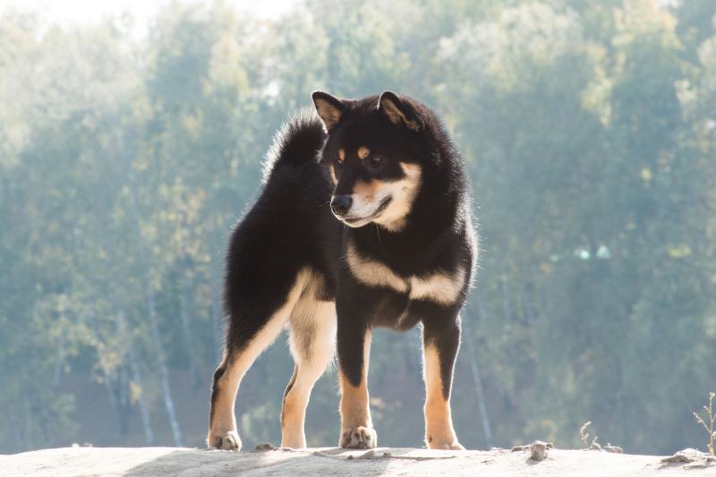 Black and tan Japanese Shiba Inu dog breed