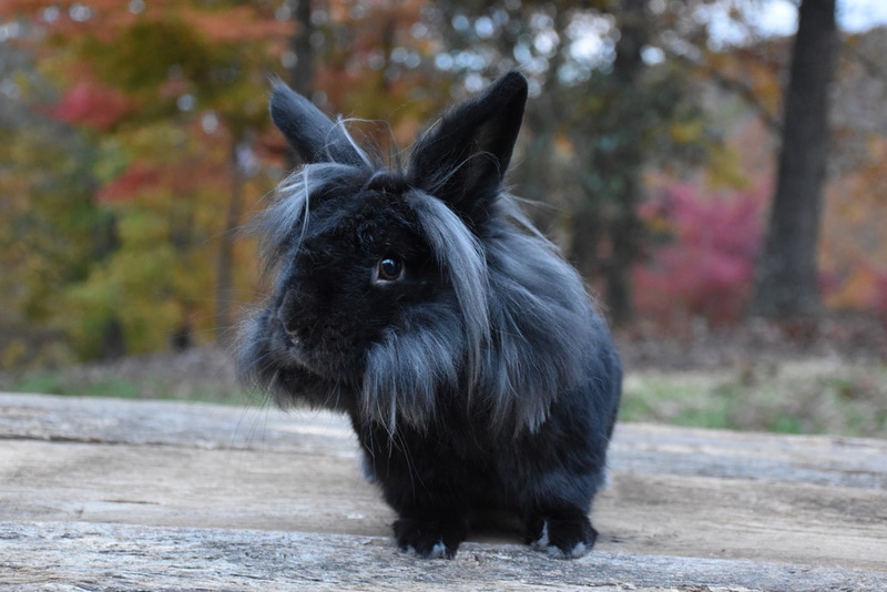 Black lionhead rabbit in the yard