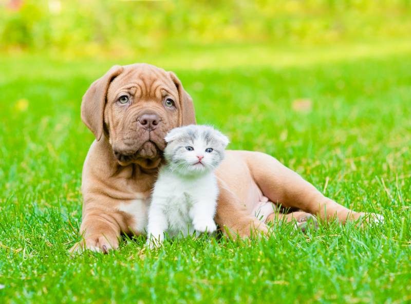 bordeaux puppy dog with newborn kitten on green grass