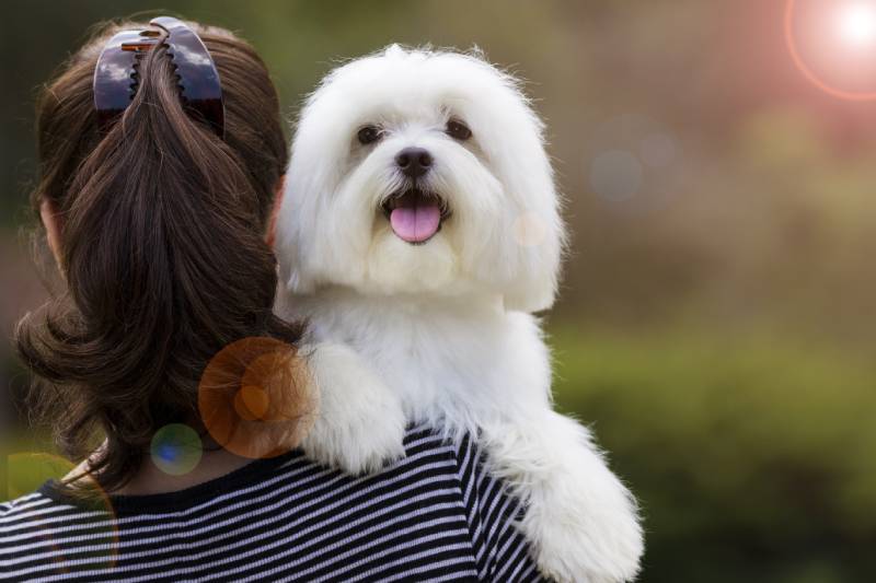 brunette woman holding white maltese dog on her shoulder
