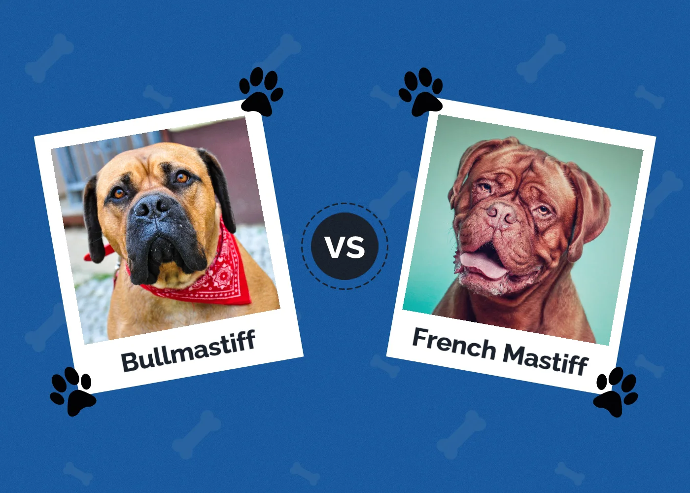 Bullmastiff vs French Mastiff - Featured Image