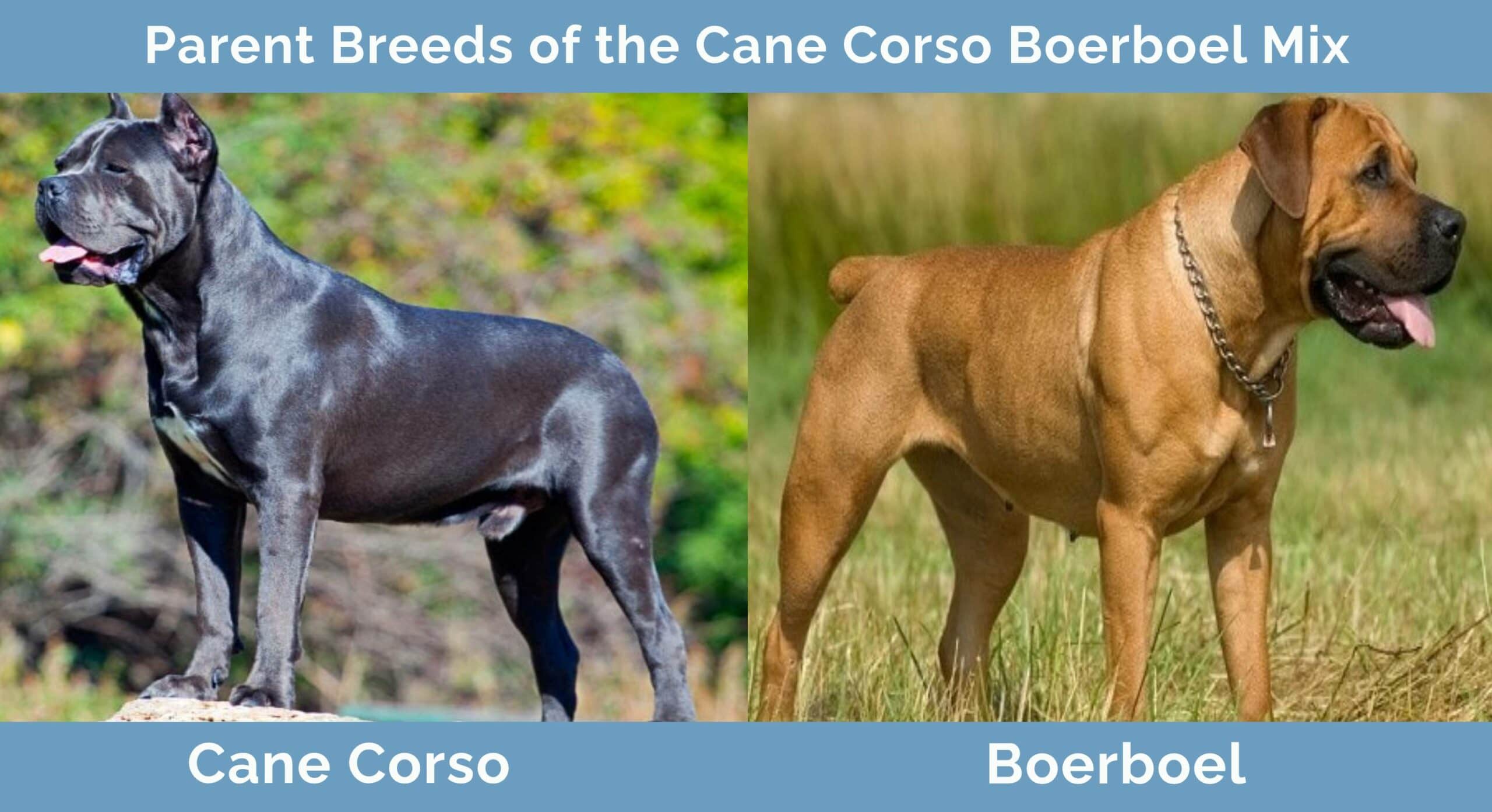 Cane Corso Boerboel Mix Info Pictures, Temperament & Traits Hepper