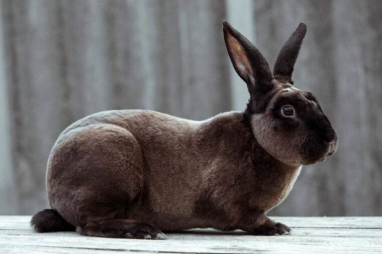 How Long Do Rex Rabbits Live as Pets? Life Stages, Facts & FAQs