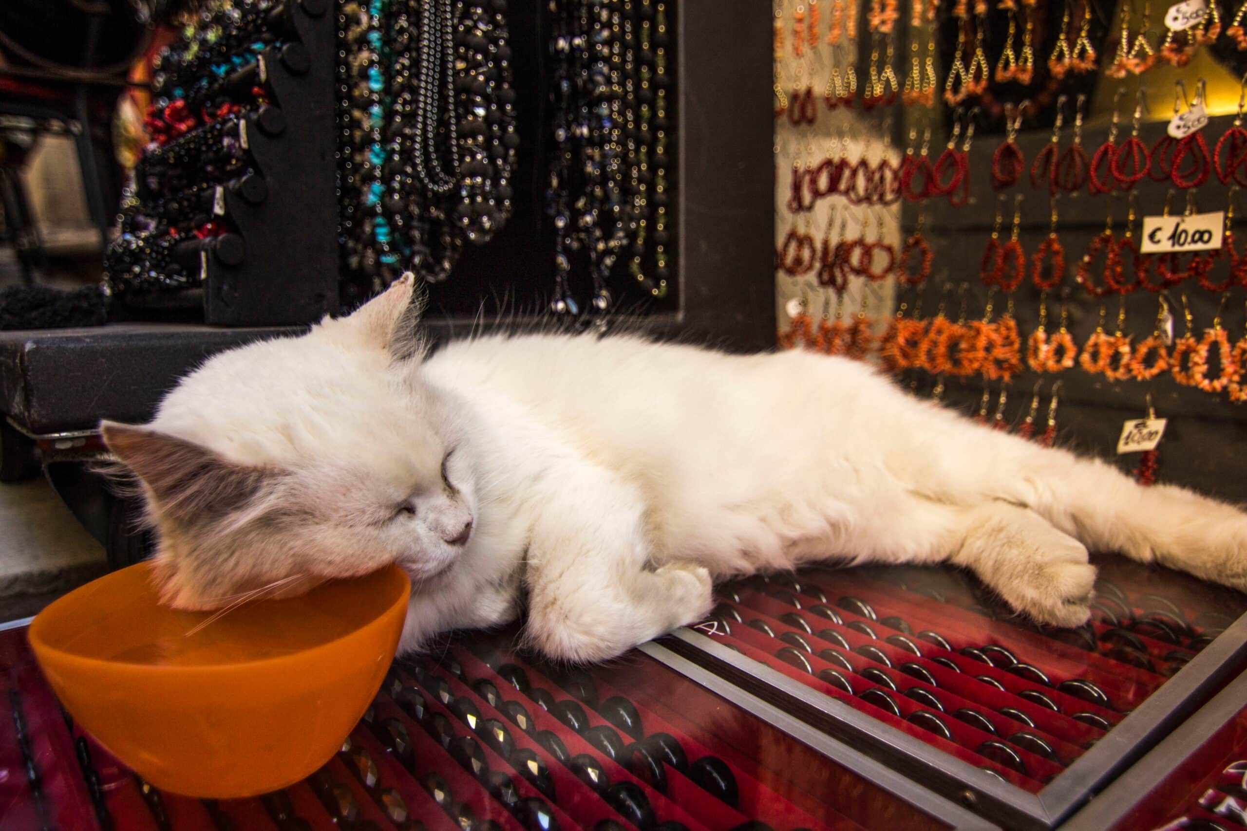 Cat sleeping relaxing on top of the souvenir stand supporting his head against the water bowl