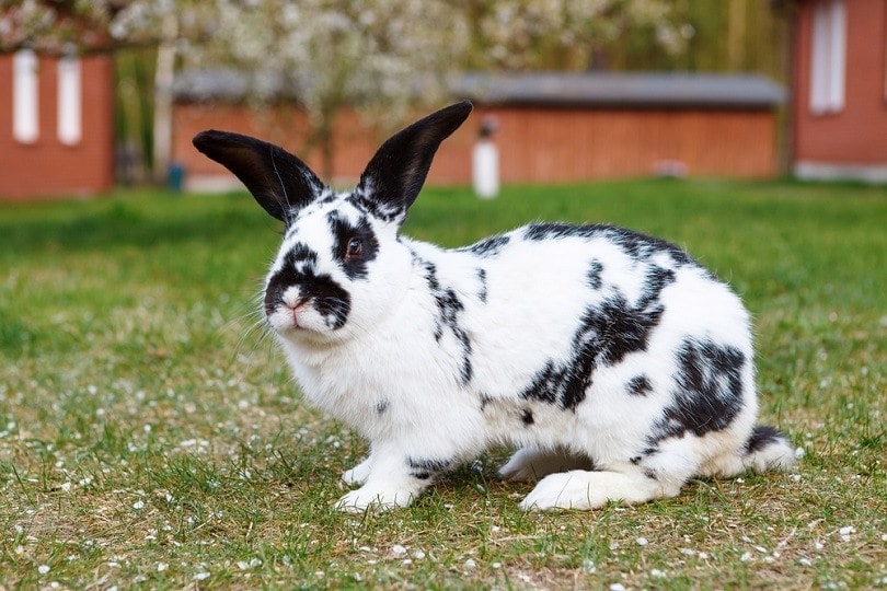 Checkered giant rabbit