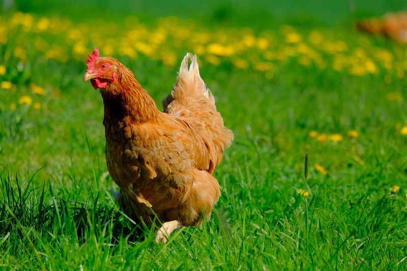 Chicken foraging in the grass