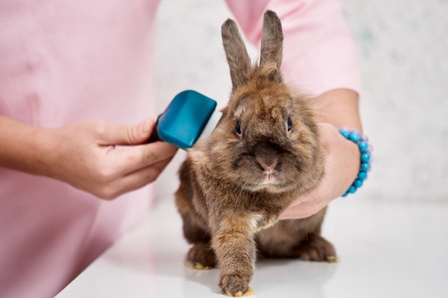 woman-brushing-little-brown-rabbit