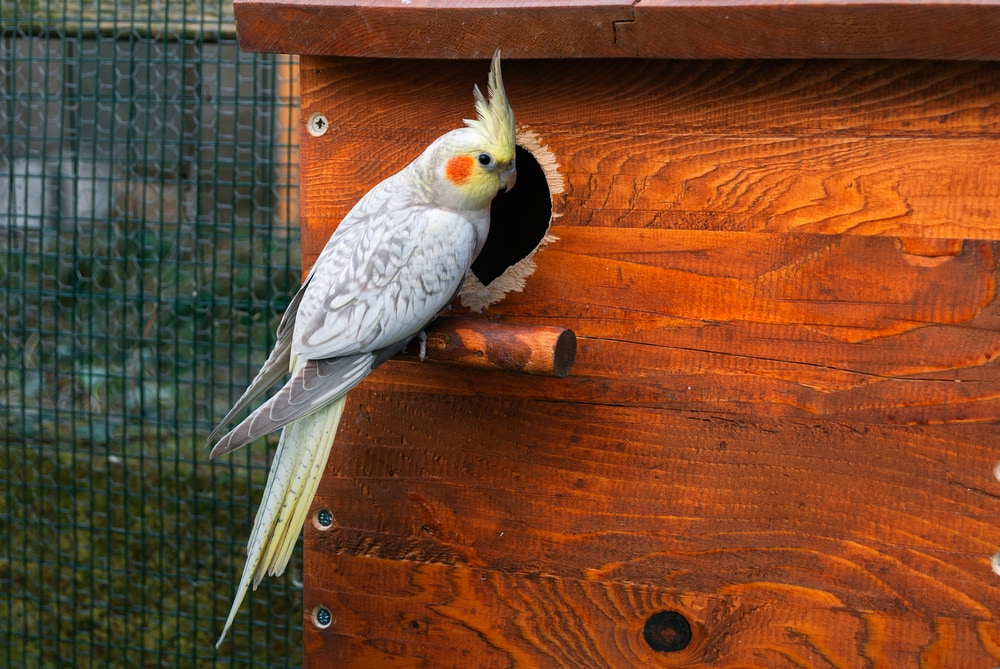 Cockatiel bird and nest box