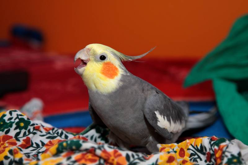 Cockatiel parrot sits with colored rags with an open beak