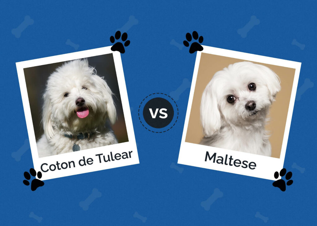 Coton de Tulear vs Maltese