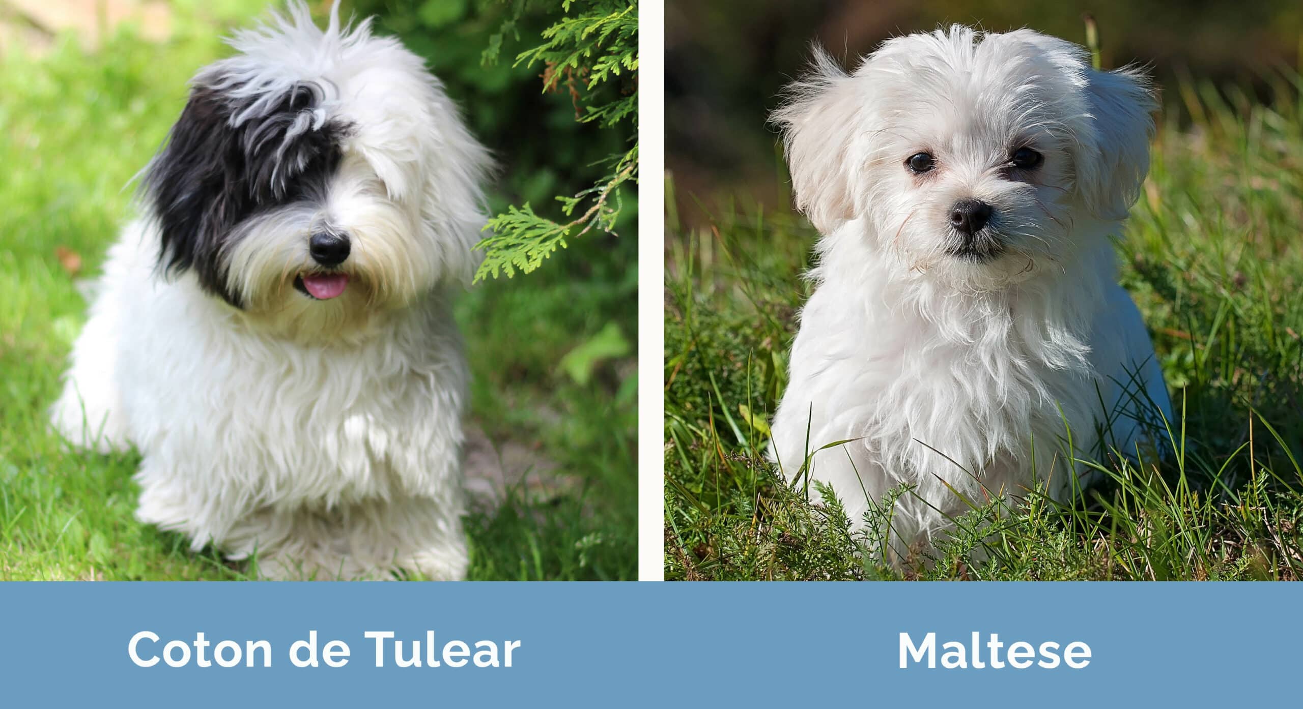 Coton de Tulear vs Maltese: Key (With Pictures) |