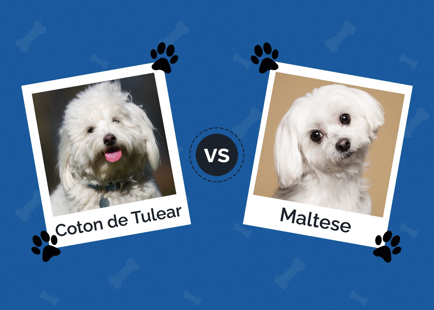 Coton de Tulear vs Maltese