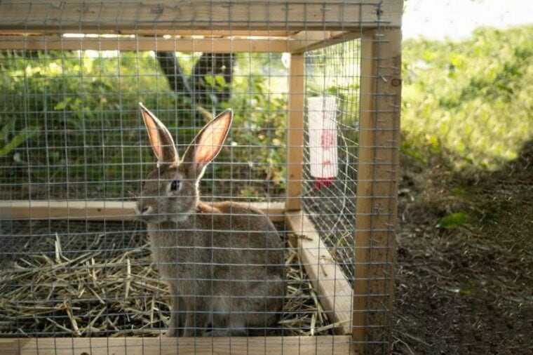 6 Cool DIY Rabbit Run Plans You Can Make Today (with Pictures) Hepper