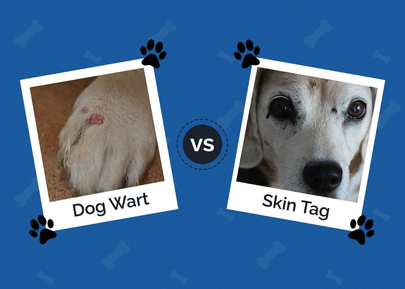 Dog Wart vs Skin Tag