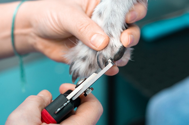 Dog nail trim