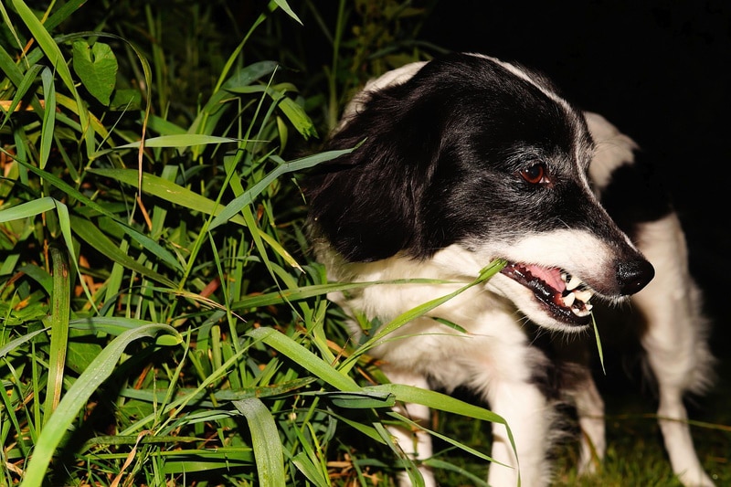 Dog with prominent eyes in the dark