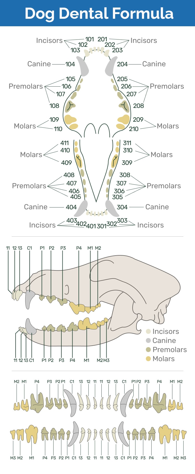 When Do Dogs Stop Teething? VetReviewed Timeline & Average Age Hepper