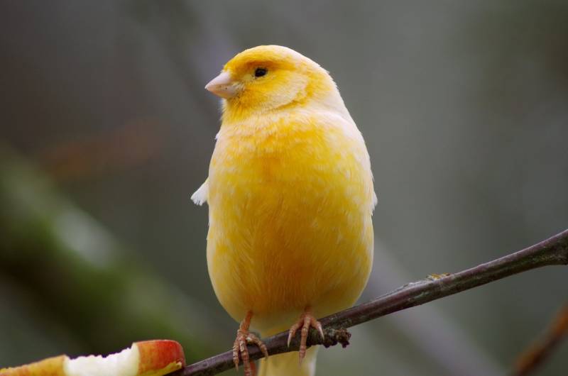 Domestic Canary