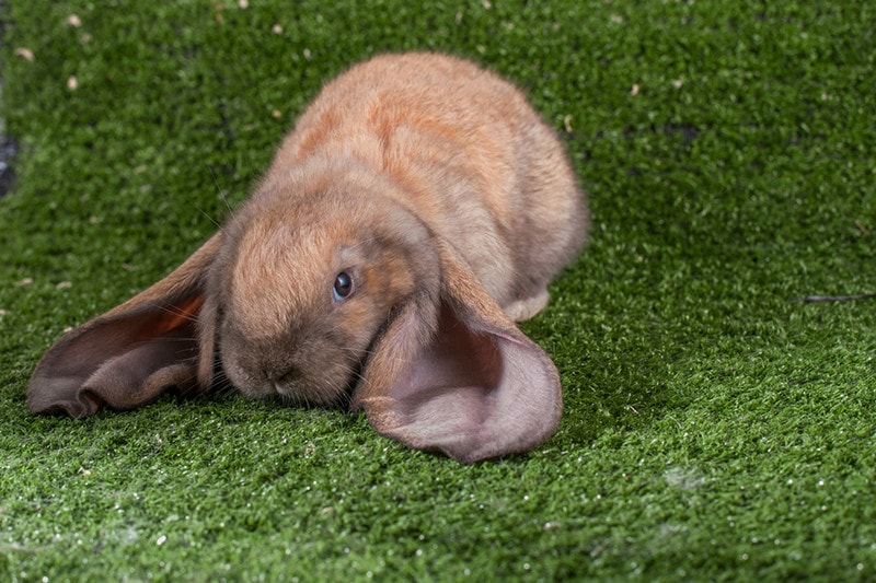 English Lop rabbit