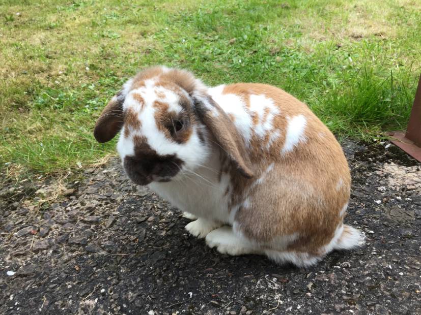 English Lop rabbit