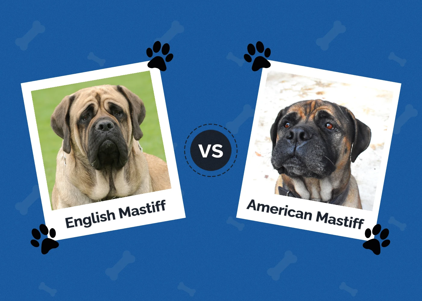 English Mastiff vs American Mastiff - Featured Image