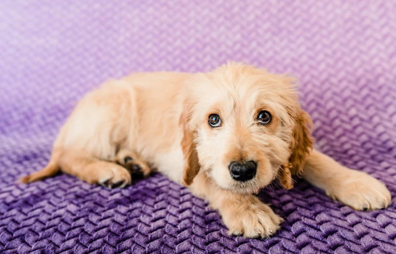 F1 goldendoodle puppy lying on purple blanket