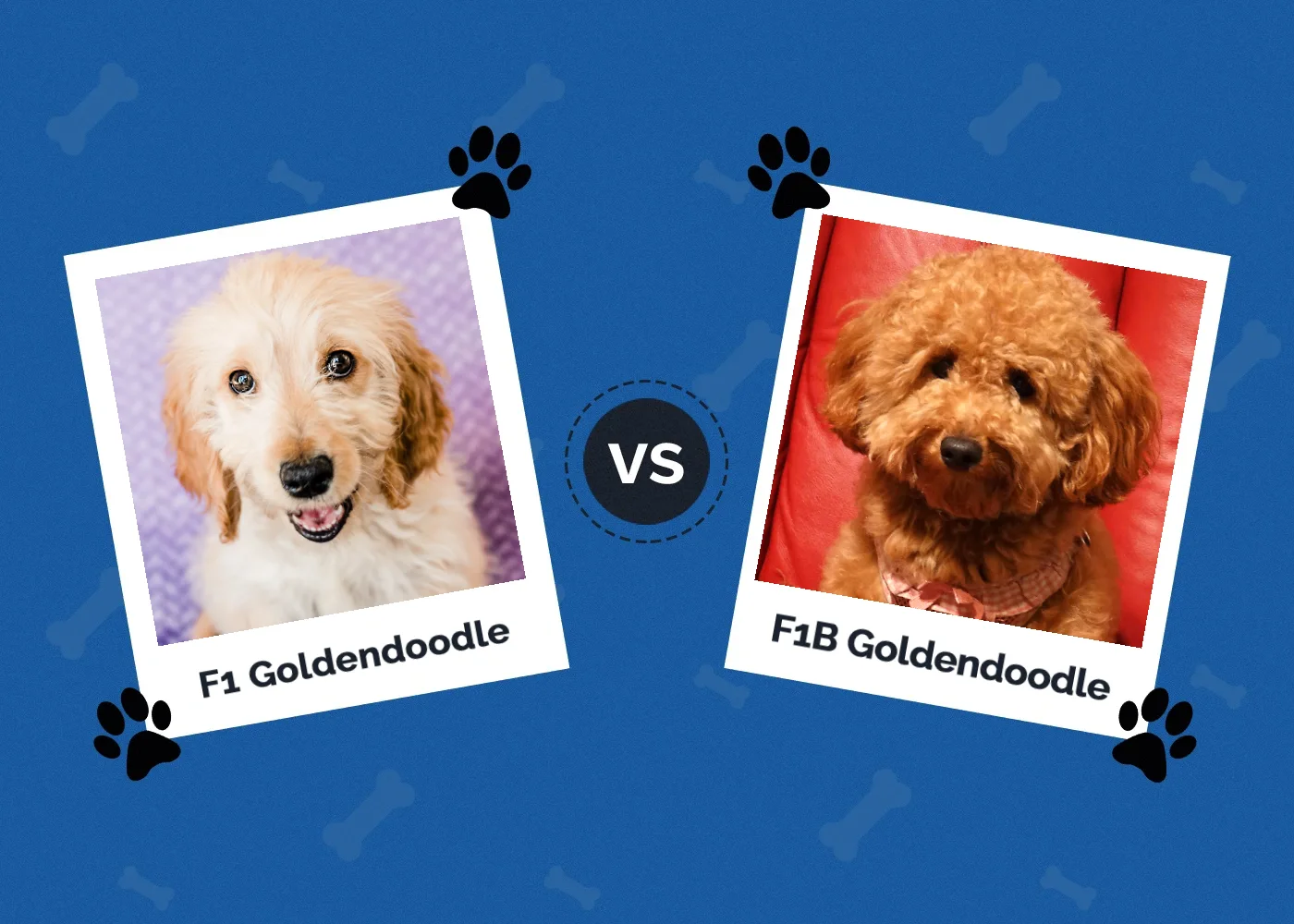 F1 Goldendoodle vs F1B Goldendoodle - Featured Image