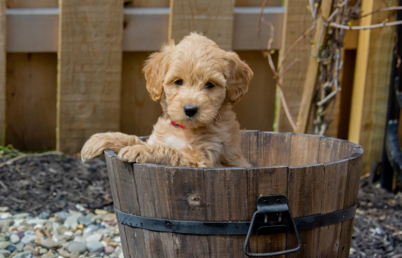 Mini goldendoodle sales shelter