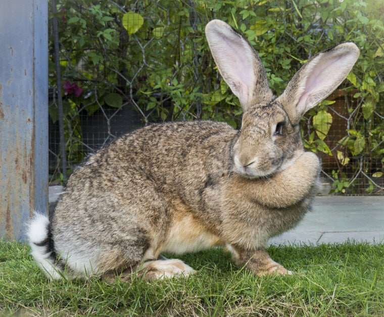 Flemish Giant Rabbit: Care Guide, Lifespan, Traits & Pictures | Hepper