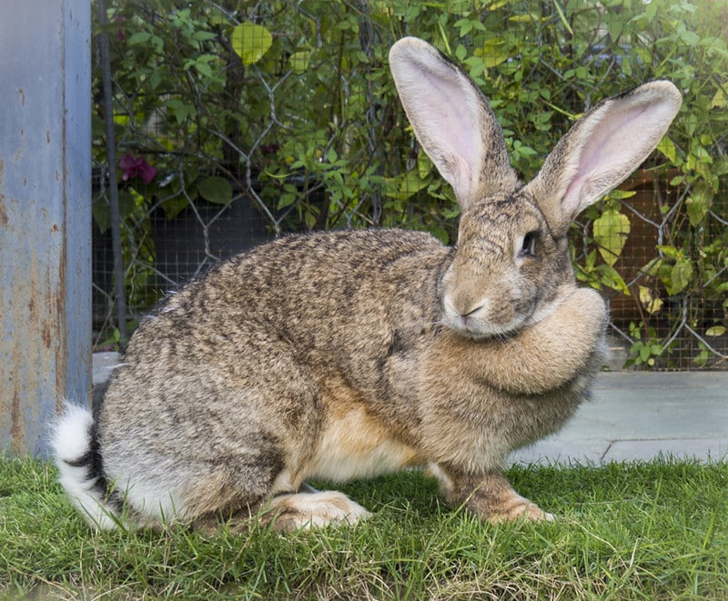 a flemish giant rabbit standing in the garden
