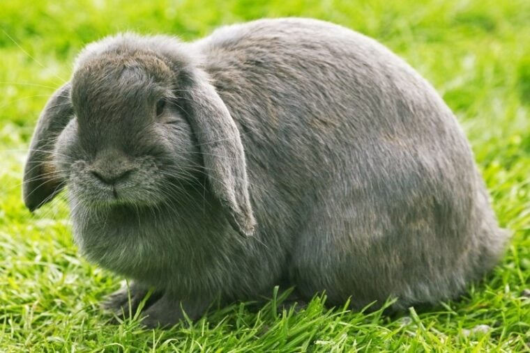 Are Rabbits Good Pets? Pros and Cons Explained Hepper