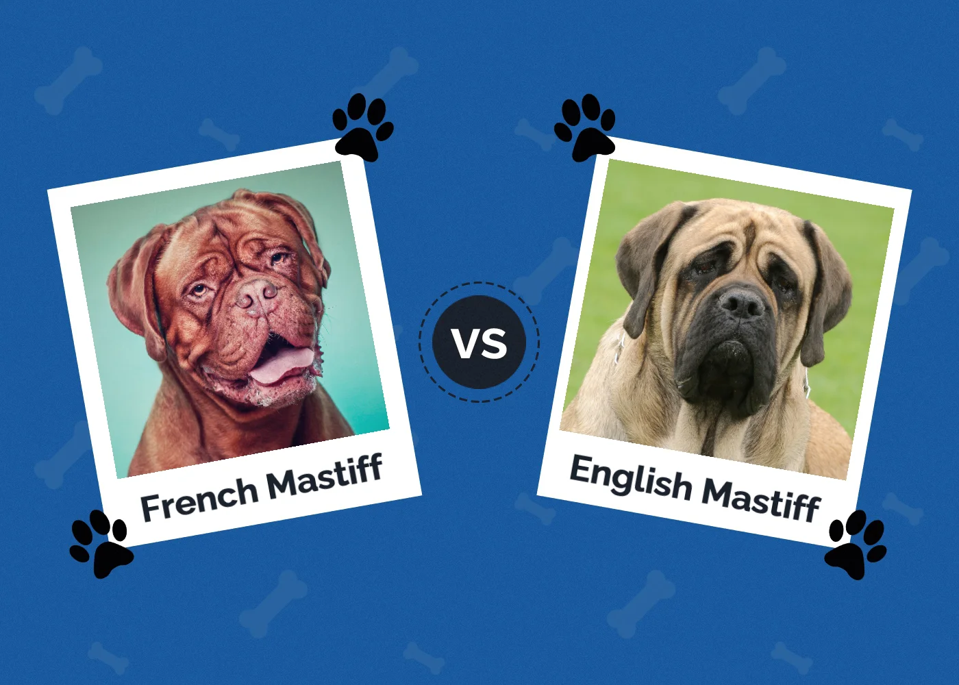 is french mastiff a good family dog