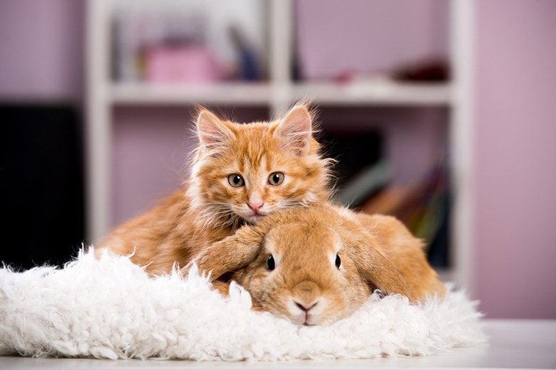 Ginger cat and rabbit playing together