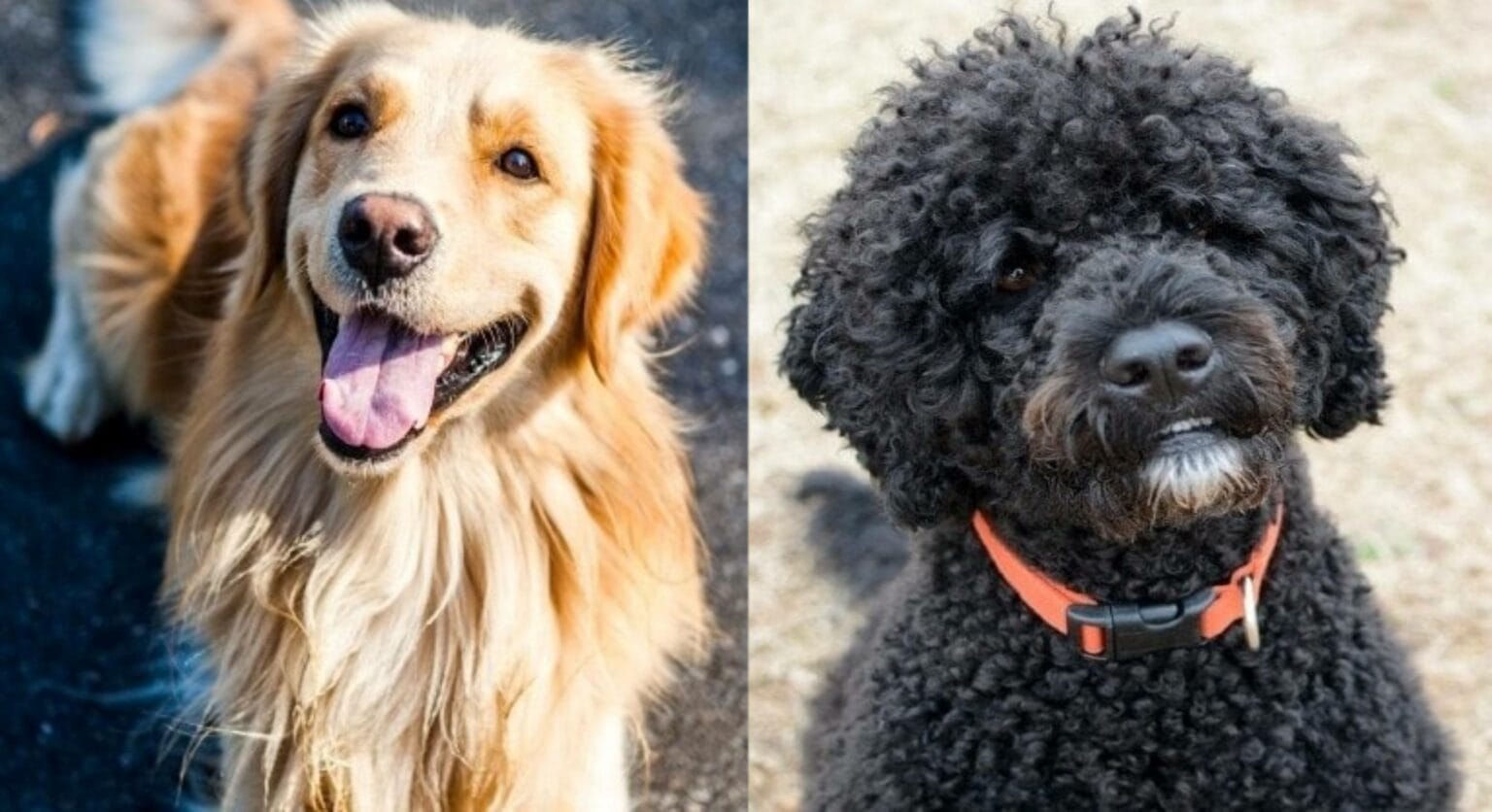 Golden Retriever Portuguese Water Dog Mix Pictures, Info, Care Guide