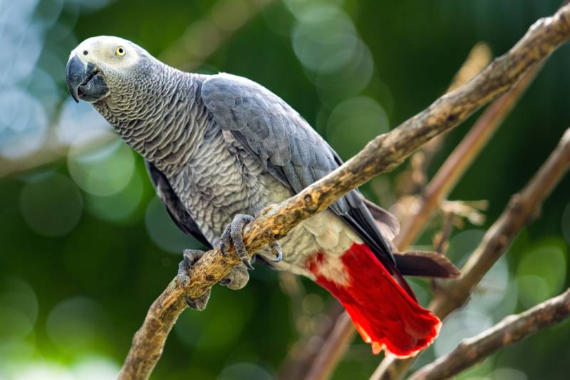 Gray African Parrot