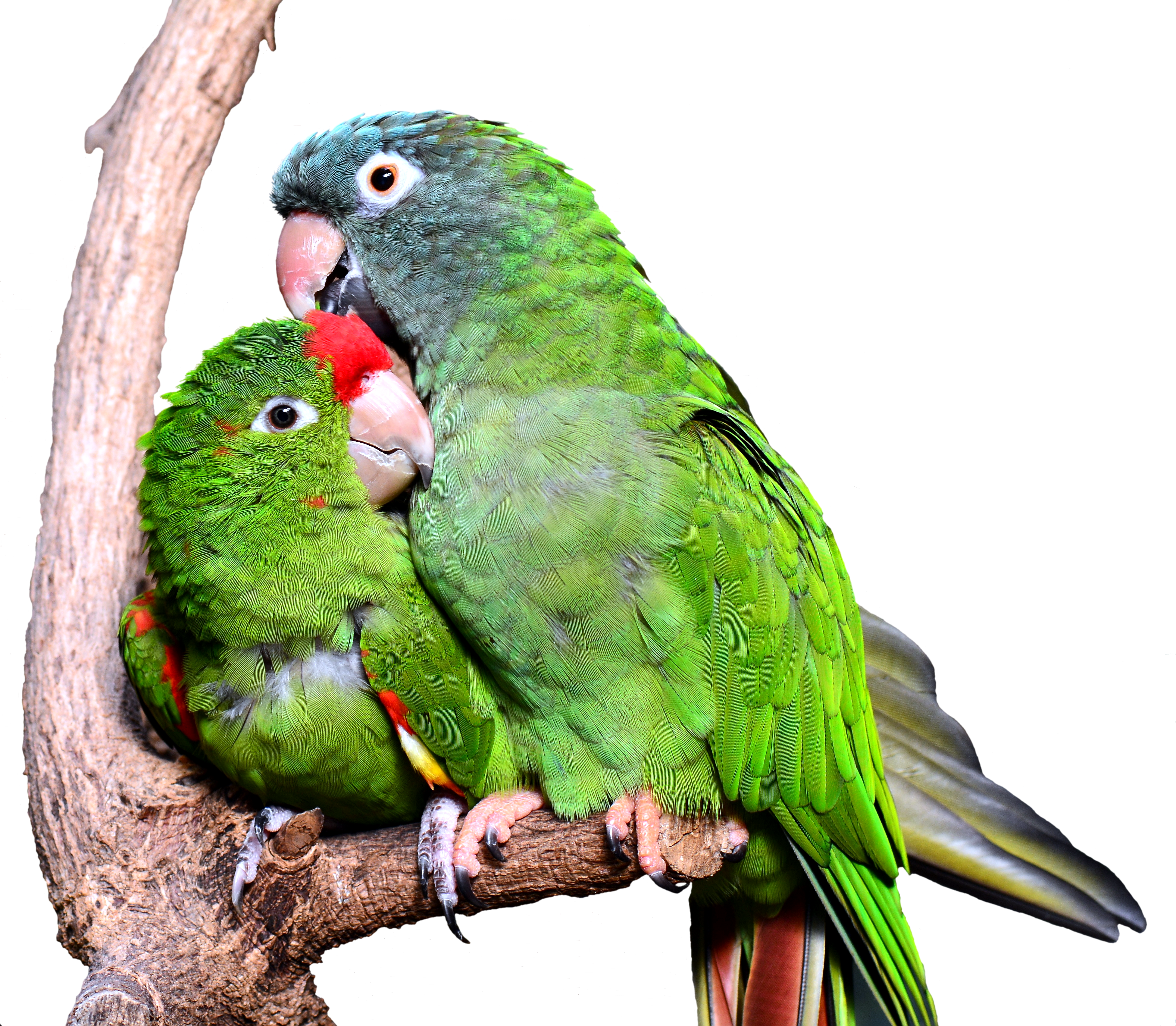 Green Cheeked Conure