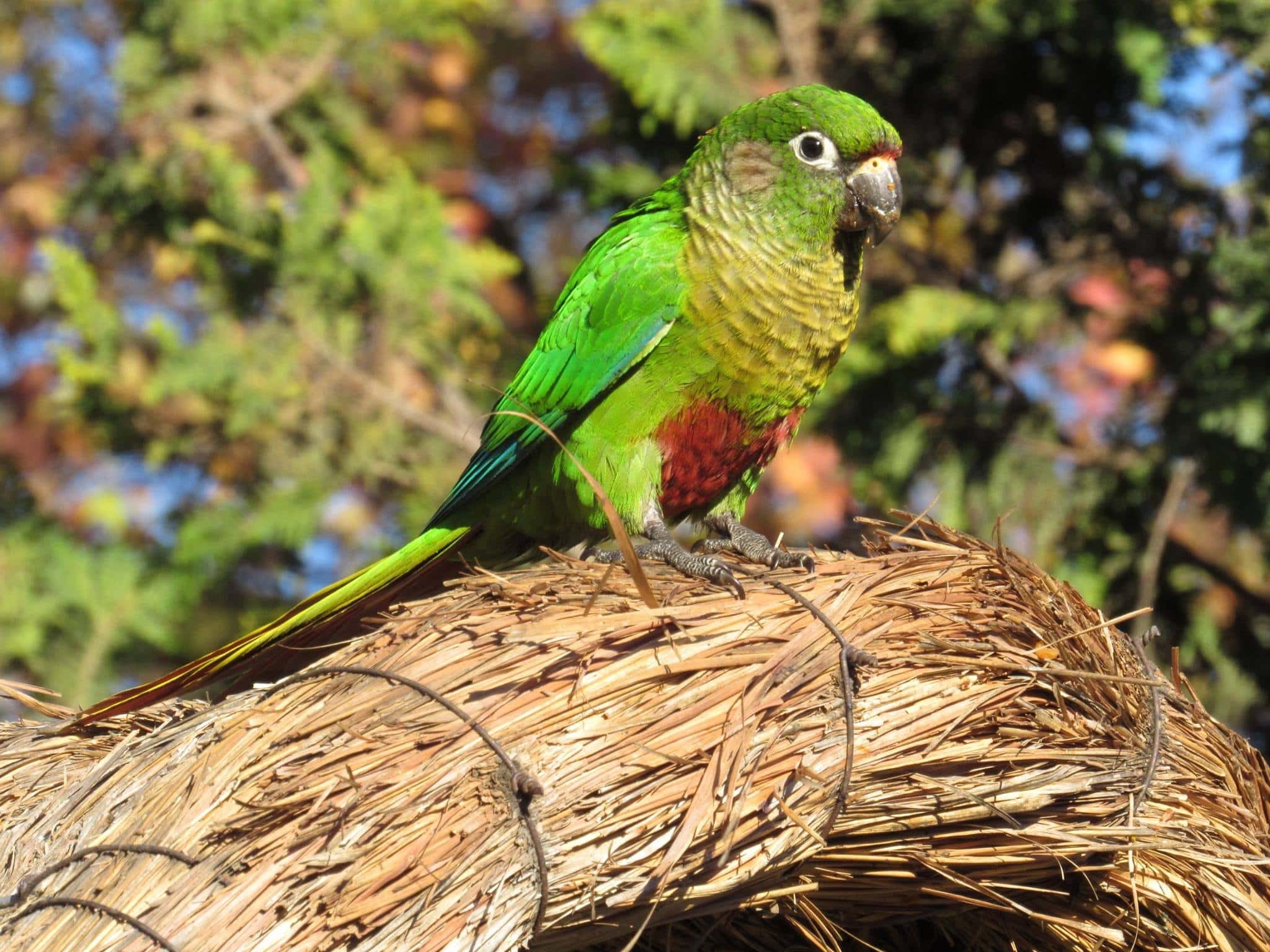 Green Cheeked Conure