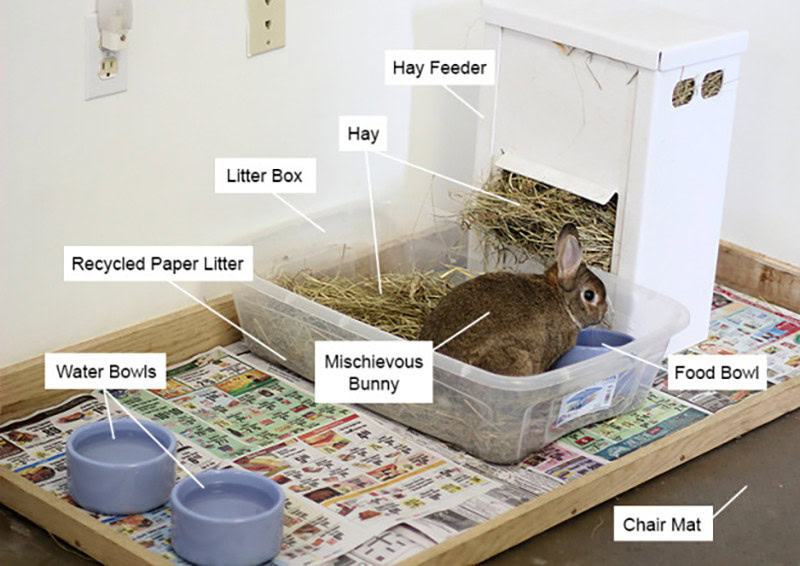 8 Amazing Rabbit Litter Box Plans That You Can Make Today (With